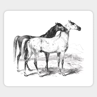 Horses Black & White Illustration Magnet